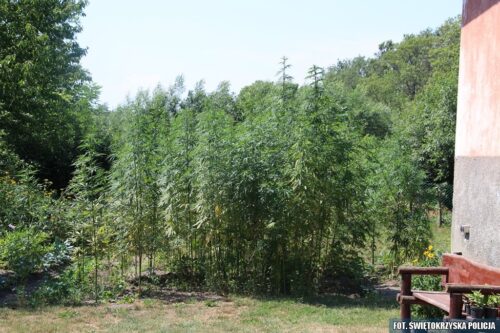 konopie, uprawa konopii