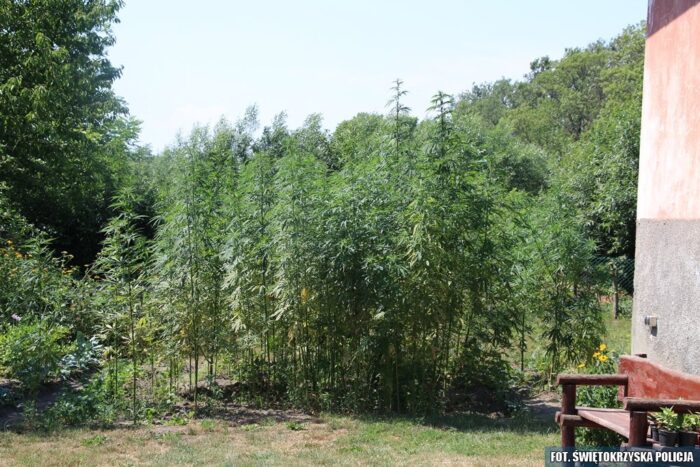 konopie, uprawa konopii