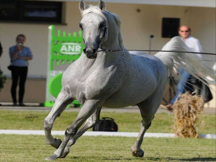 piaff, ogier, janów podlaski