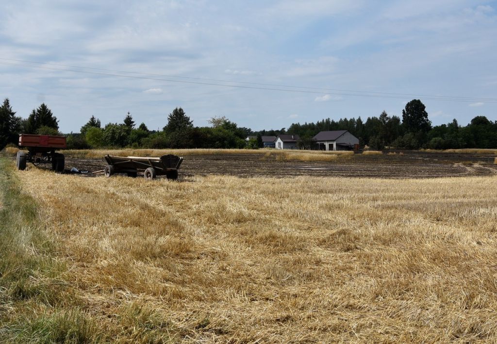 pożar zboża na polu, Zofijówka, powiat łukowski, Marcin Jóźwik