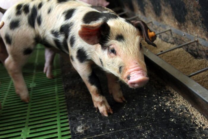 ARiMR, producenci świń, prosięta, tuczniki, maciory, trzoda chlewna, nadzwyczajna pomoc, hodowcy świń, opłacalność