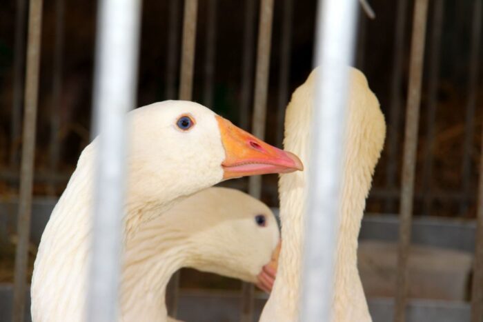 ceny drobiu, żywiec drobiowy, indyki, kurczęta, tuszki, brojlery, eksport, import, Polska