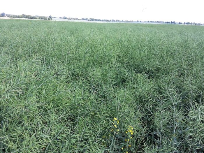 Juliusz Młodecki, Polska Koalicja Biopaliw i Pasz Białkowych, biopaliwa, Adam Stępień