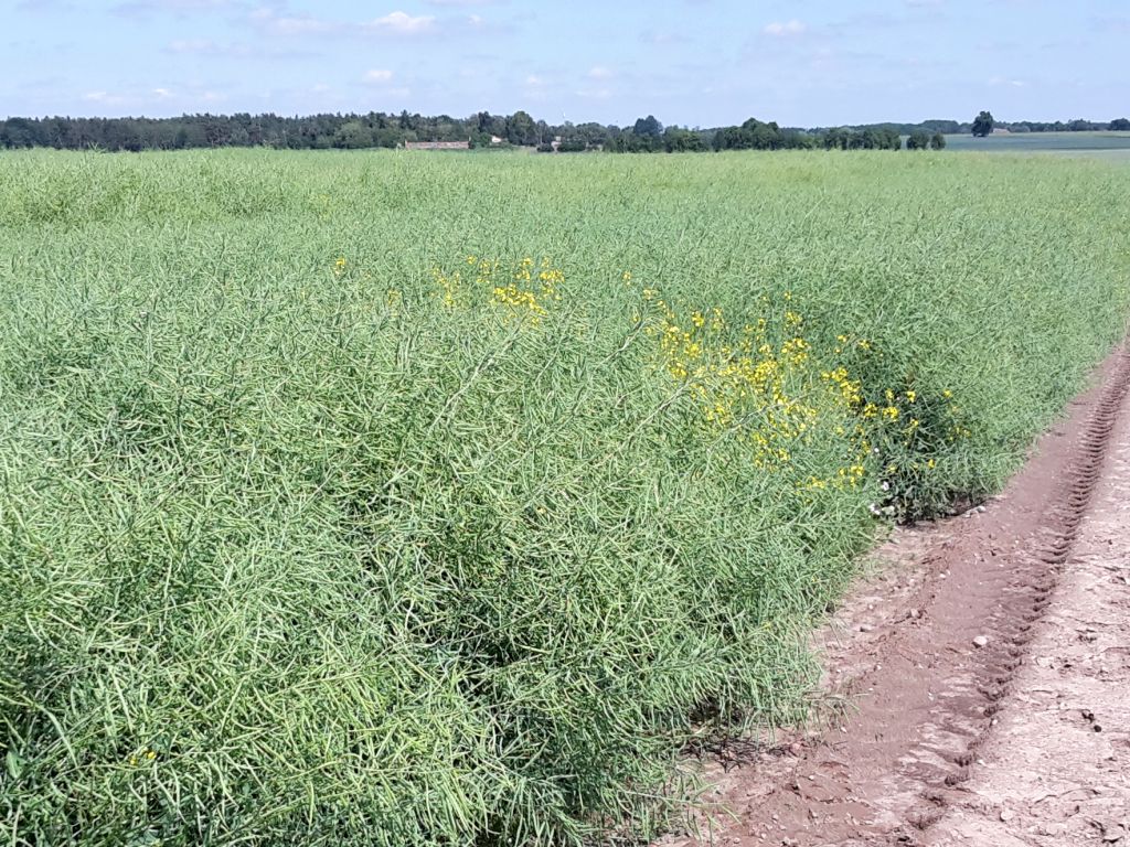 rozjechana uprawa rzepaku, Podolsze, powiat oświęcimski