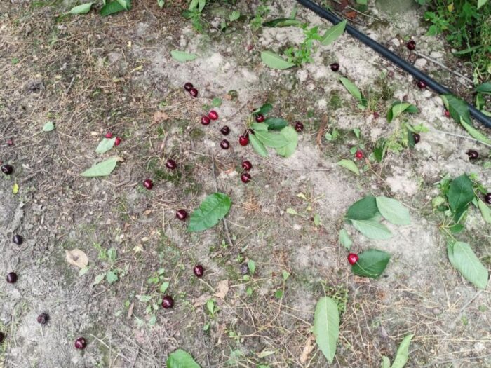 złodzieje owoców, kradzież w sadzie, Wodąca, Monika Karasińska