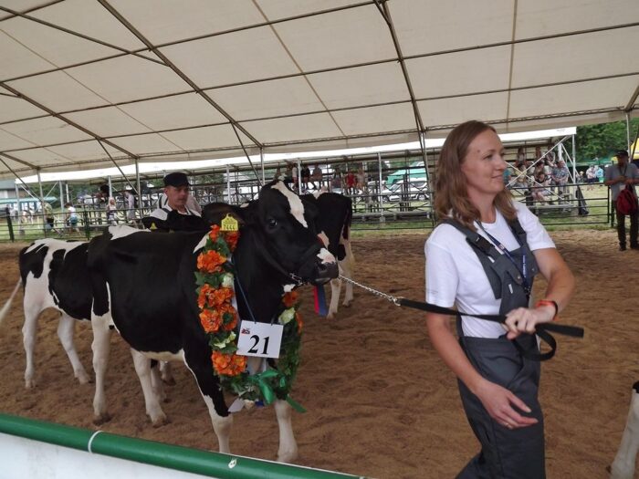 bydło, mleko, Sitno, GMO, IBR, wirus IBR, Lubelski Ośrodek Doradztwa Rolniczego, produkcja mleka