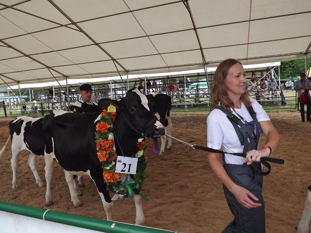 bydło, mleko, Sitno, GMO, IBR, wirus IBR, Lubelski Ośrodek Doradztwa Rolniczego, produkcja mleka