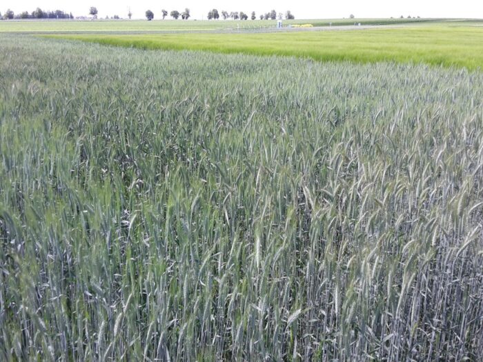 pole, zboża, skup zbóż