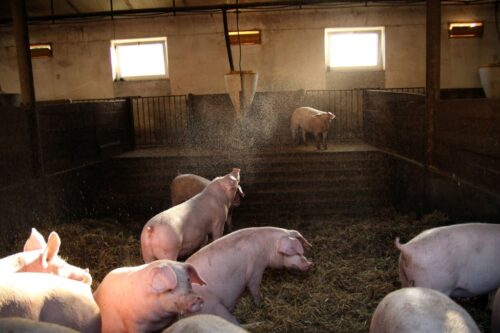 stres cieplny, trzoda chlewna, maciory, warchlaki, tuczniki, upały, wilgotność, mgiełka wodna, ronienia, pasza