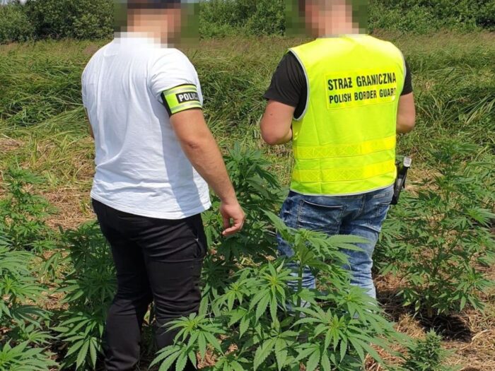 nielegalna uprawa konopi, gmina Ulhówek, Małgorzata Pawłowska, KPP Tomaszów Lubelski