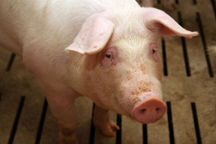 tuczniki, cena tuczników, wieprzowina, mięso wieprzowe, tuczniki w Niemczech, VEZG, żywiec wieprzowy, świnie