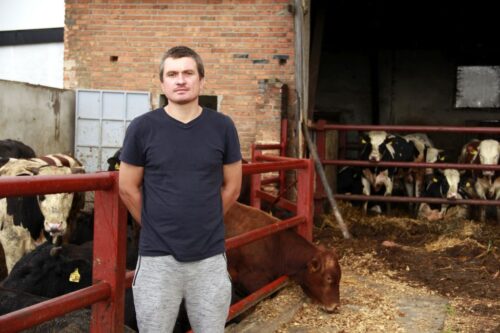 opas bydła, alkalizowane zboże, pasze objętościowe, produkcja wołowiny, rasa h-f, mieszańce, modernizacja budynków,