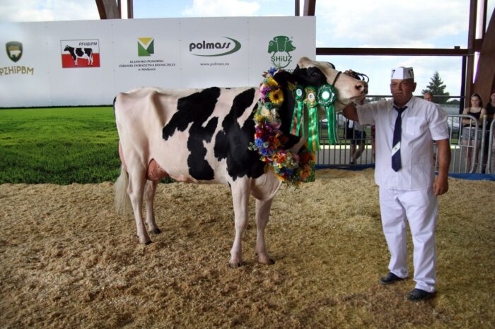 krowy mleczne, rasa PHF, bydło mleczne, wystawa bydła mlecznego, PFHBiPM, Gela 20, SK Dobrzyniewo, superczempion