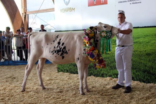 krowy mleczne, rasa PHF, bydło mleczne, wystawa bydła mlecznego, PFHBiPM, Loreta 73, Ośrodek Hodowli Zarodowej Osięciny