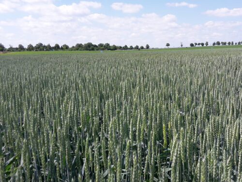 skup zboża, Elewarr, KRIR, wakacje kredytowe dla rolników