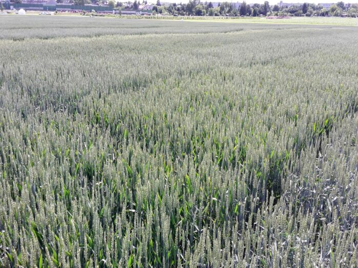 transport ukraińskiego zboża, rynek zbóż, ceny ziarna, Wiktor Szmulewicz, KRIR