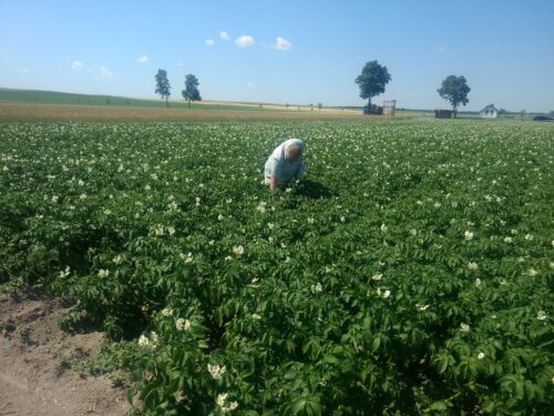 WIORiN Bydgoszcz, uprawa ziemniaka, stonka ziemniaczana, mszyce