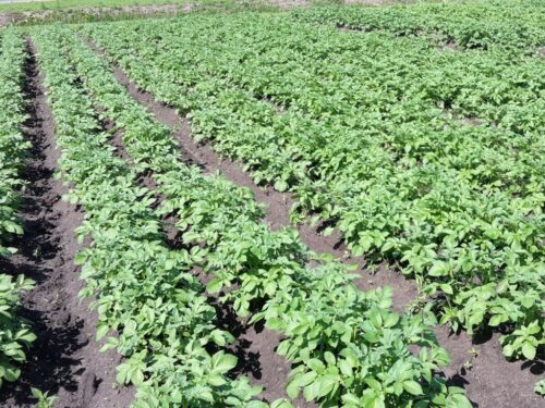 ziemniaki, uprawa ziemniaka