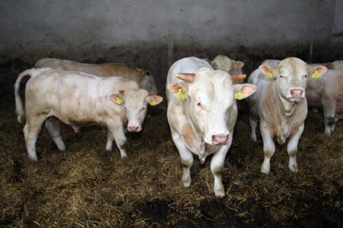 bydło mleczne, PFHBiPM, wycena genomowa, wycena buhajów