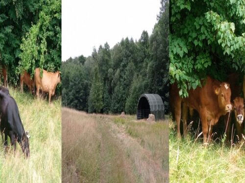 brazylia, ekport mięsa, wołowina, drób