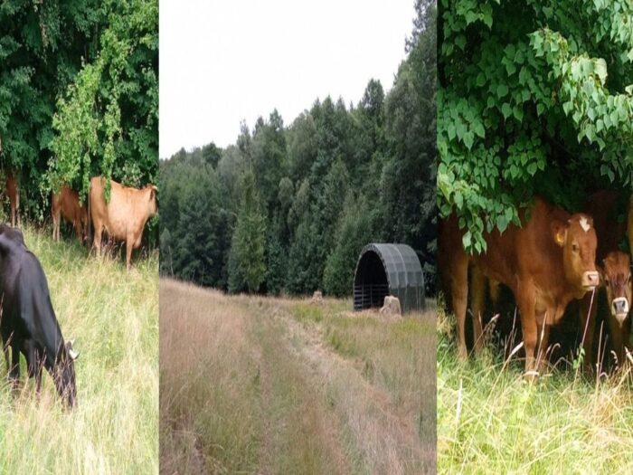 brazylia, ekport mięsa, wołowina, drób