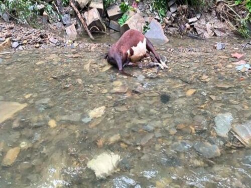 Martwy cielak w potoku, krowa w błotnistej mazi, Nowe Bystre, powiat tatrzański,Sierbowce