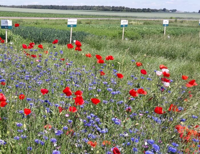 Krajowy Plan Strategiczny, Wielkopolska Izba Rolnicza,