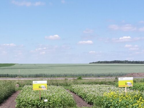 środki ochrony roślin, desykacja upraw gryki i prosa, GIORiN, Grzywny za bezprawne zabiegi na uprawach