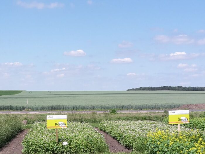 środki ochrony roślin, desykacja upraw gryki i prosa, GIORiN, Grzywny za bezprawne zabiegi na uprawach