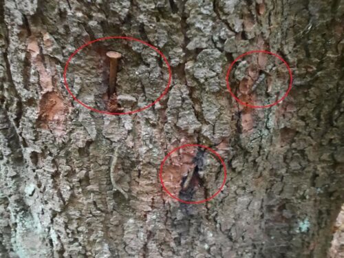 Lasy Państwowe, ekoterroryzm, gwoździe w drzewach, Michał Gzowski, Nadleśnictwo Lutowiska