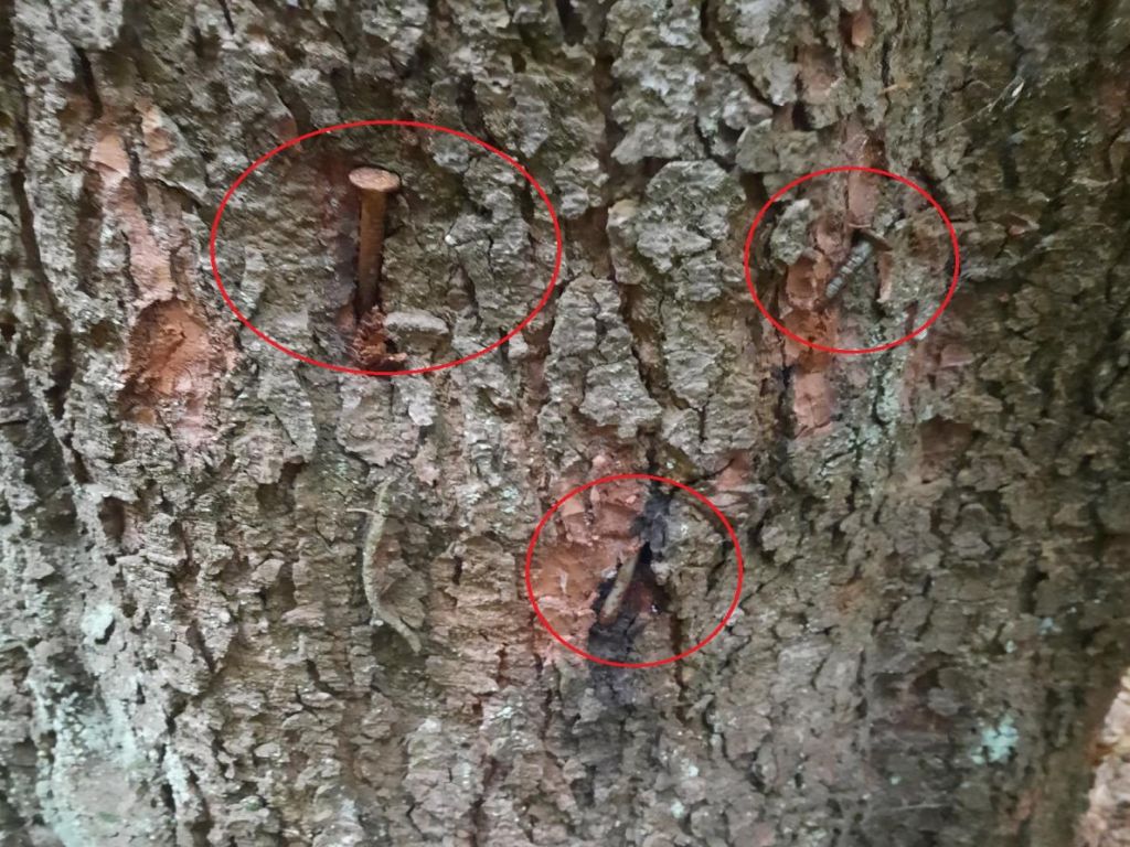 Lasy Państwowe, ekoterroryzm, gwoździe w drzewach, Michał Gzowski, Nadleśnictwo Lutowiska