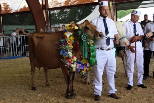 krowy mleczne, rasa PHF, bydło mleczne, wystawa bydła mlecznego, PFHBiPM, Jagodówka 71, Stadnina Koni Iwno,