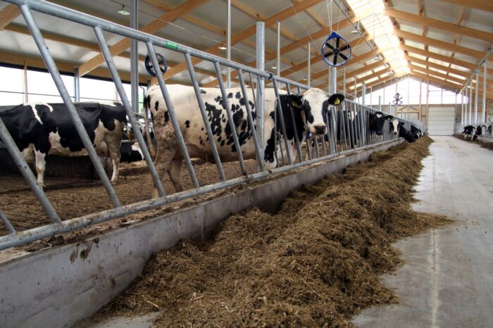 OmniGen AF, Phibro Animal Health Poland, odporność krów mlecznych, krzemiany, drożdże, stres, stres cieplny