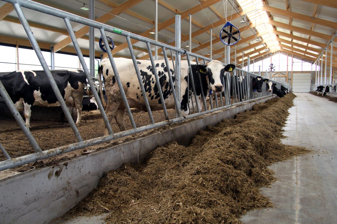 OmniGen AF, Phibro Animal Health Poland, odporność krów mlecznych, krzemiany, drożdże, stres, stres cieplny