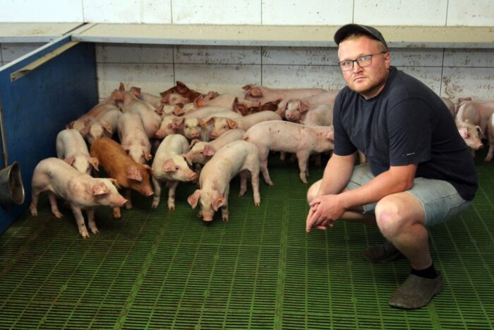 maciory, lochy, trzoda chlewna, świnie, hodowca świń, stado podstawowe, żywienie macior, prosięta, warchlaki, tuczniki