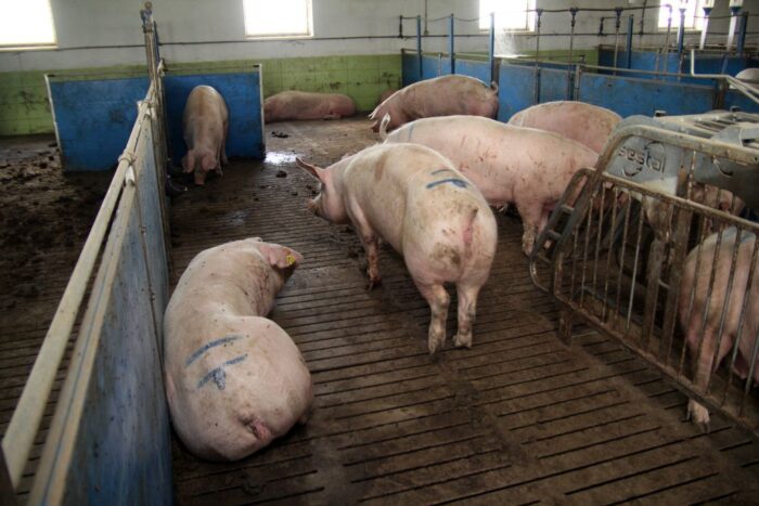 POLPIG, Eurostat, pogłowie trzody chlewnej, świnie, tuczniki, maciory, uboje świń, cena tuczników, żywiec wieprzowy