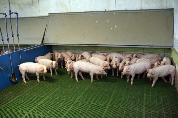 IRZplus, bydło mleczne, bydło mięsne, trzoda chlewna, Mikołaj Baum, Agraves, ARiMR, Elvio