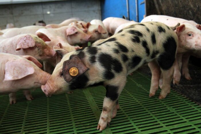 IRZplus, bydło mleczne, bydło mięsne, trzoda chlewna, Mikołaj Baum, Agraves, ARiMR, Elvio