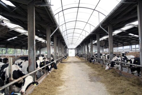 klimatyzacja wyparna, Agrofarm, klimatyzator, pompa wodna, schładzanie krów, wydajność mleczne, stres cieplny u krów