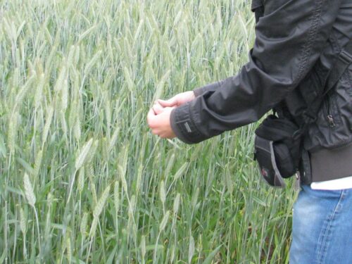 aplikacja suszowa, susza rolnicza, straty z powodu suszy, Lubuska Izba Rolnicza