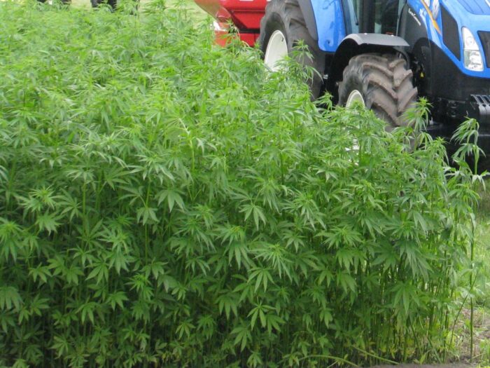 konopie włókniste, Cannabis Sativa L, Lublin