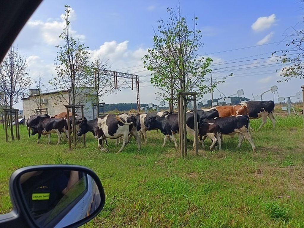 bydło uciekło z gospodarstwa, Płock, hodowla bydła, Czajków, powiat ostrzeszowski