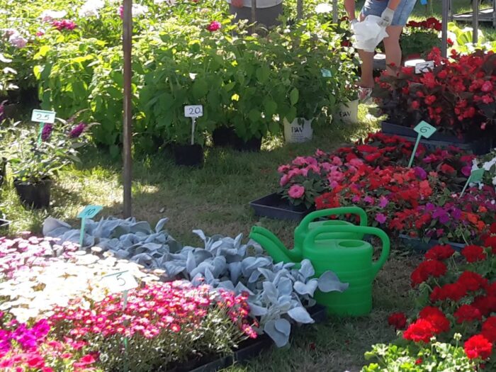 branża kwiaciarska, rośliny ozdobne, jan krzysztof ardanowski, koronawirus