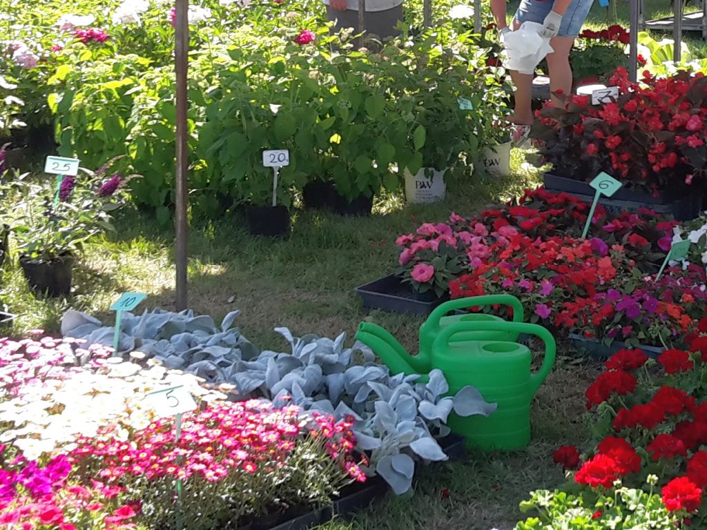 branża kwiaciarska, rośliny ozdobne, jan krzysztof ardanowski, koronawirus