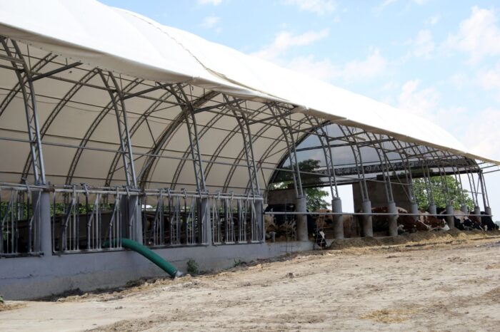 krowy mleczne, bydło mleczne, mleko, hodowcy bydła, roboty udojowe, poidła, stół paszowy, Merlin, obora, hala namiotowa