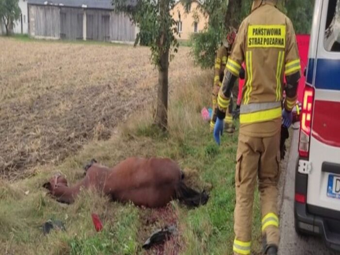 koń, wypadek, straż pożarna