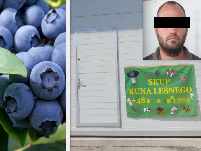 handel borówkami, oszust z Łotwy, Monika Ryczek, Tomaszów Lubelski