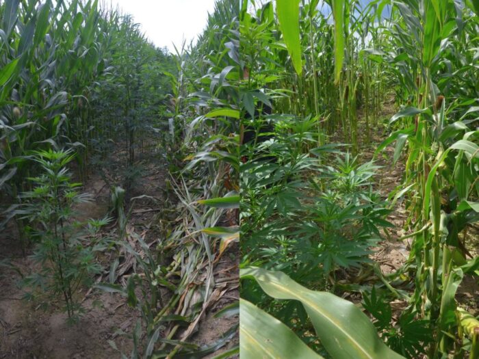 plantacja, narkotyki, powiat myślenicki