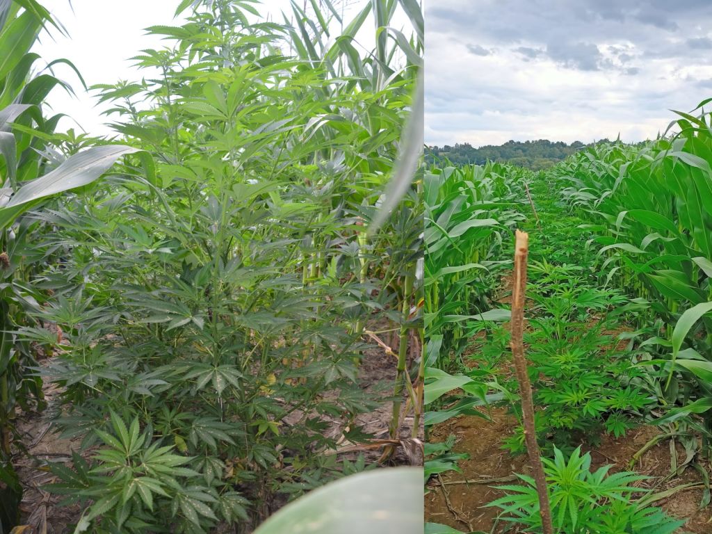 plantacja, narkotyki, powiat myślenicki