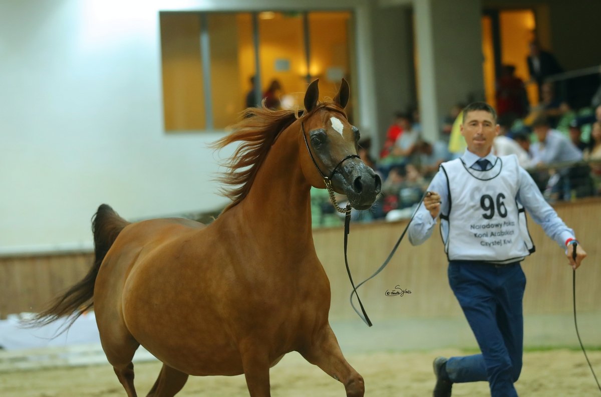 koń, koń arabski, pokaz koni, janów podlaski